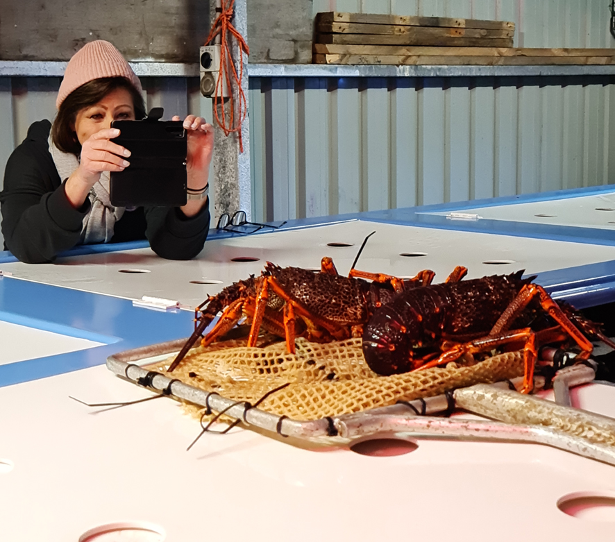 Lobster Shack tour 9 Jul 2022