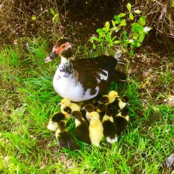 Jackie the Duck and her ducklings